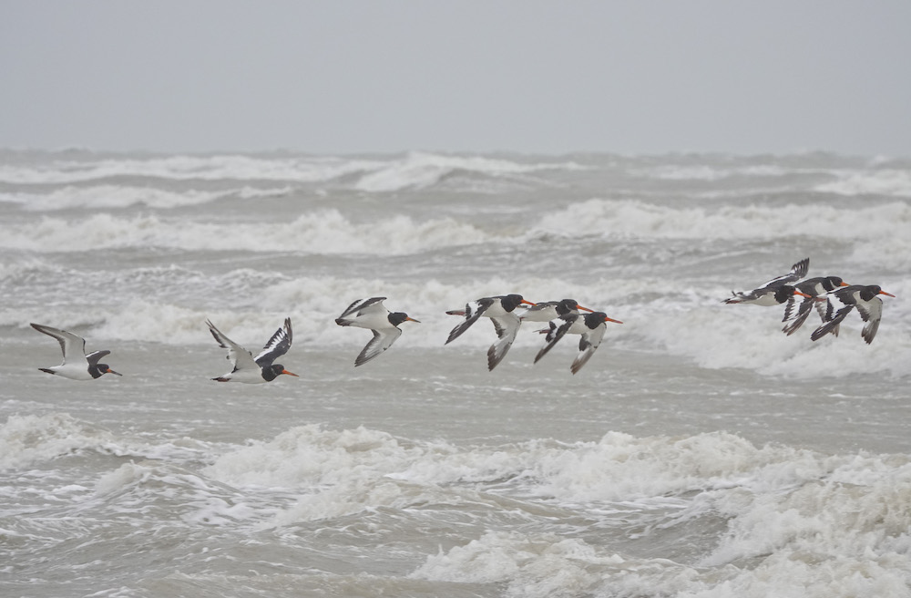 Oystercatchers at Rye Harbour